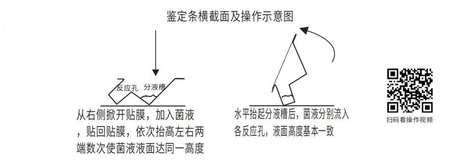 鑒定條橫截面及操作示意圖